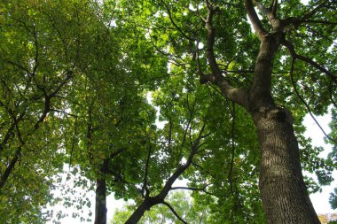 parkta güzel yeşil ağaç