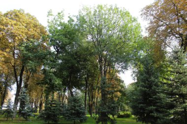 Parktaki ağaçlar ve yapraklar, sonbaharın başlarında parktaki ağaçların güzel manzarası.