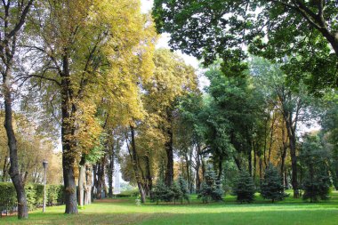 Parktaki ağaçlar ve yapraklar, sonbaharın başlarında parktaki ağaçların güzel manzarası.