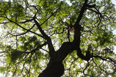 Doğada yeşil ağaç dalları, bitki örtüsü