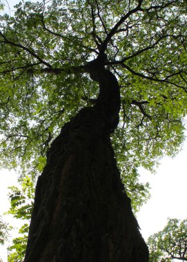 Ormandaki ağaç gövdesi