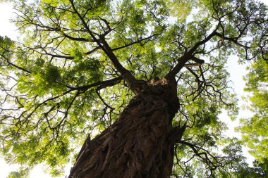 Ormanda büyük bir ağaç