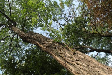 Güzel sonbahar manzarası, orman manzarası.