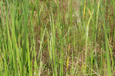 Bitkiler bataklık topraklarında yetişir.