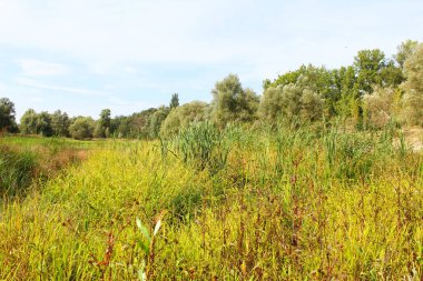 Bitkiler bataklık topraklarında yetişir.
