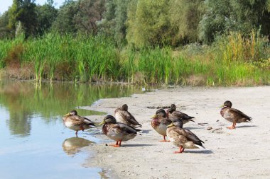 Göletin kenarındaki ördekler ve çevredeki doğa