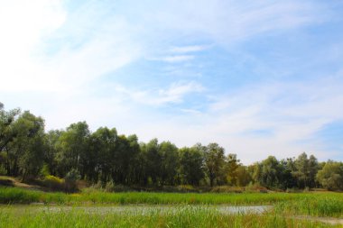 Ağacı olan güzel bir göl manzarası