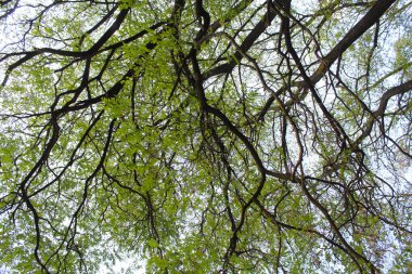 Ormandaki ağaç dalları