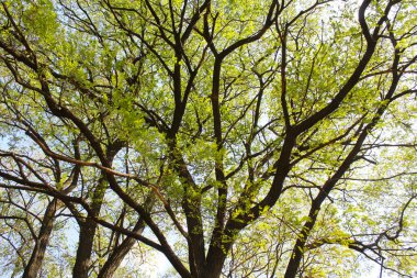 Ormanın güzel manzarası, güzel yeşil yapraklı ağaç dalları.  