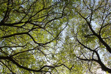 Ormanın güzel manzarası