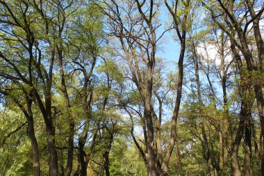 Ormandaki ağaçların dalları, akasya ağacının dalları ve mavi gökyüzü 