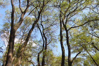 Ormandaki ağaçların dalları, akasya ağacının dalları ve mavi gökyüzü 
