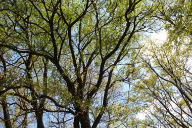 Yapraklı ağaç dalları, doğa ve bitki kavramı, bahar arkaplanı