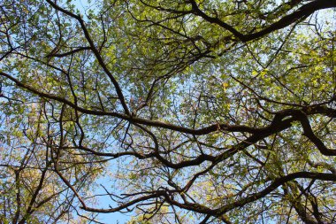 Doğada ağaç dalları, bitki örtüsü