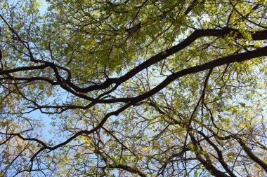 Ormanda yeşil ağaçlar