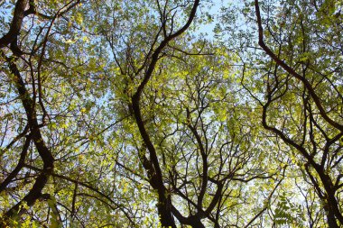 Akasya ağacı, ormanın güzel manzarası.