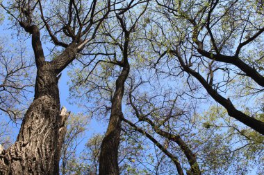 Bahar ormanındaki ağaç