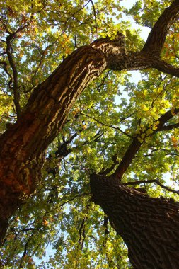 Sonbahar yaprakları, sonbahar bitkileri