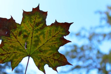 akçaağaç sonbahar yaprak