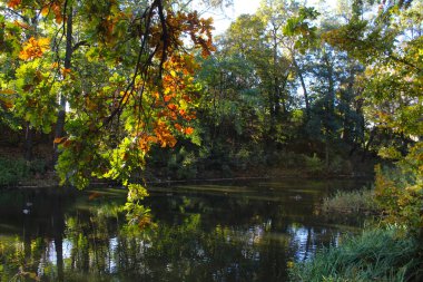 Parkta ağaçlar olan renkli sonbahar manzarası
