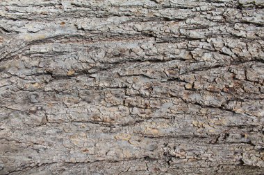 Ahşap yapı dokusuna