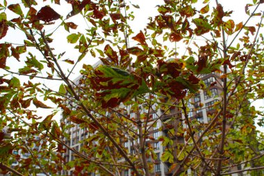 Şehirde sonbahar kestanesi yaprakları