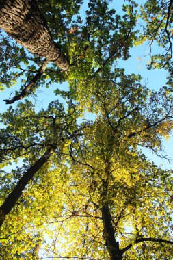 Parkta güzel sonbahar yaprakları