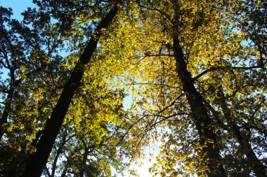 Ormanda güzel sonbahar yaprakları