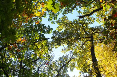 Ormanda sonbahar yaprakları
