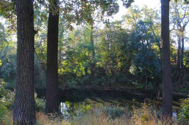 Sonbahar manzarası, sonbaharda orman.