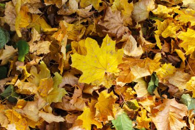 Sonbahar sarı akçaağaç yapraklarının arka planı.