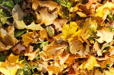 Sonbahar yaprakları arka planda, sonbahar bitkileri doğada