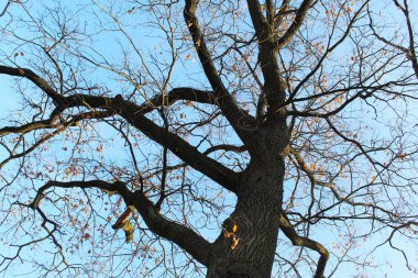 Büyük güzel meşe ağaçları ve mavi gökyüzü, yapraklı sonbahar ağacı dalları