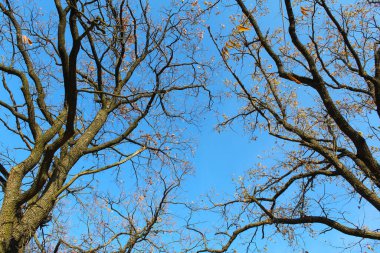 Mavi gökyüzünün arka planında sonbahar ağacı yaprakları, doğal arkaplan.