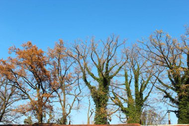 Sonbaharda ormanın ağaçları ve yaprakları, doğanın güzel manzarası.