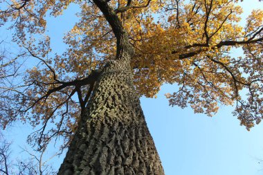 parkta sonbahar meşe ağacı