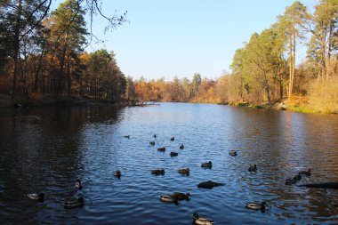 Sonbaharda kuşlar ve ağaçlarla dolu güzel göl manzarası