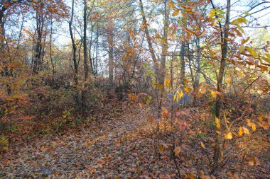 Ağaçlar ve yapraklarla dolu güzel sonbahar manzarası