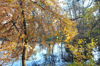 Parktaki sonbahar manzarası