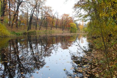 Ağaçlar ve yapraklarla dolu sonbahar manzarası