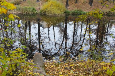 Sarı yapraklı ve ağaçlı sonbahar ormanı