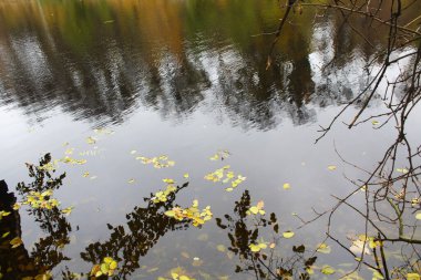 Göldeki yansıma, su ve yapraklar