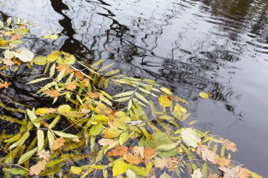 Güzel sonbahar manzarası, ağaçlar ve yapraklar