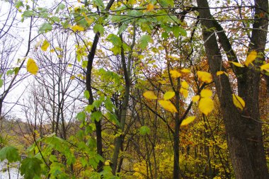 Ekim 'de bir parkta sonbahar manzarası