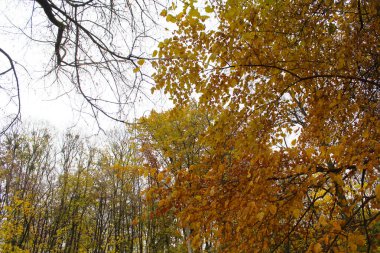 Sonbahar ormanında sarı huş ağacı