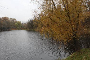 göl ve sonbahar yaprakları