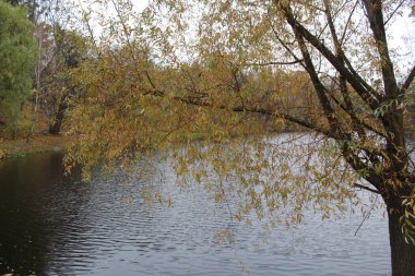 Parktaki güzel sonbahar manzarası