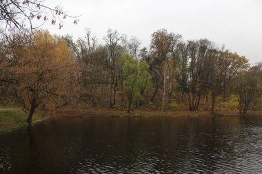 Parkta sonbahar ağaçları