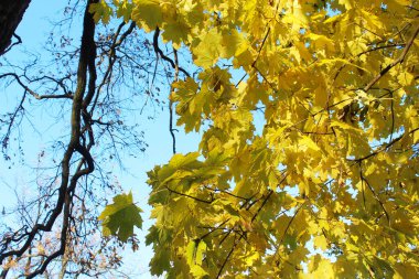 Ormanda sarı sonbahar yaprakları. güzel sonbahar arkaplanı.