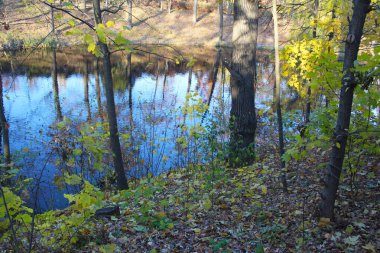 Ormandaki güzel bir gölet manzarası.